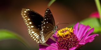 Fiori che stanno bene nell’orto 1152 0 I fiori che stanno bene nellorto